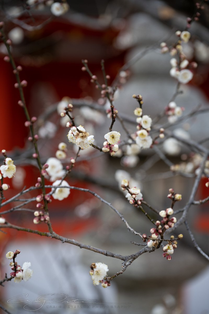 Kyoto