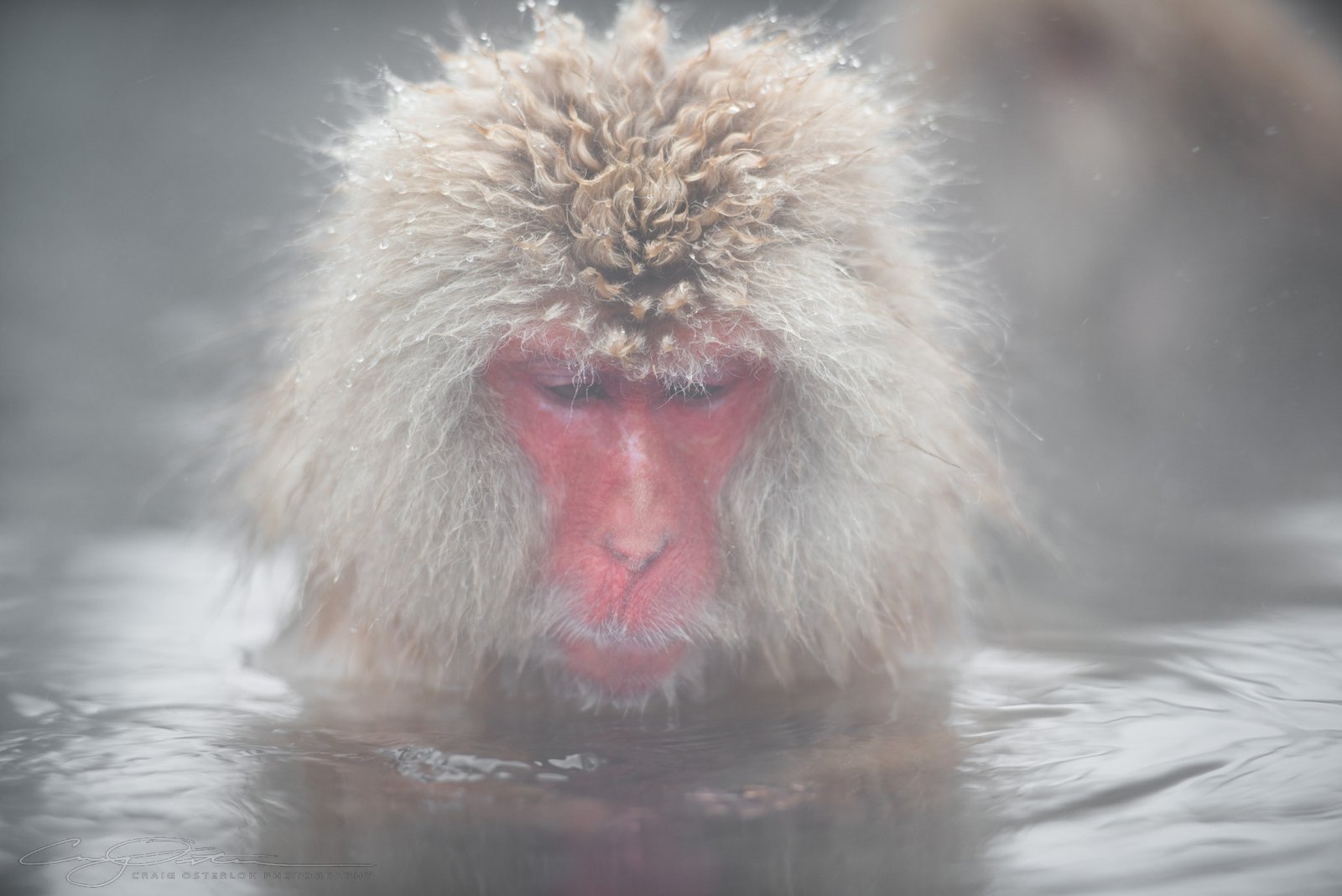 Snow Monkeys
